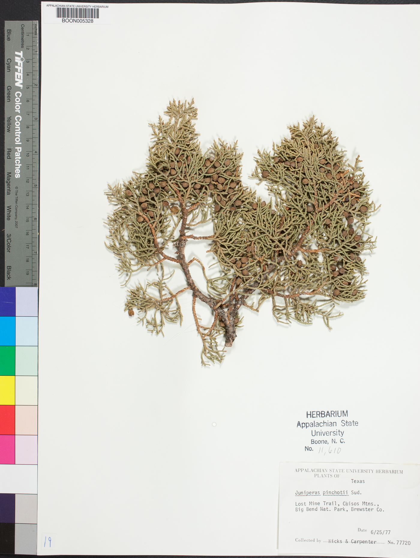 Juniperus pinchotii image