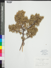 Juniperus pinchotii image