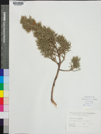 Juniperus pinchotii image