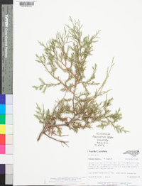 Juniperus virginiana var. virginiana image