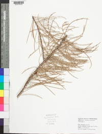 Taxodium ascendens image