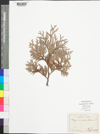 Thuja occidentalis image