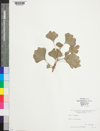 Ginkgo biloba image