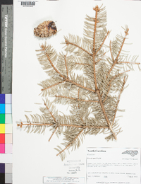 Picea pungens image