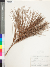 Pinus caribaea image