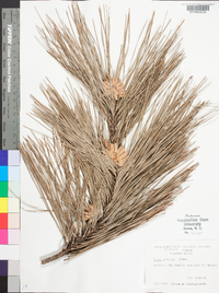 Pinus serotina image