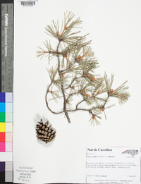 Pinus sylvestris var. sylvestris image