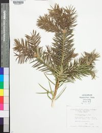 Torreya californica image