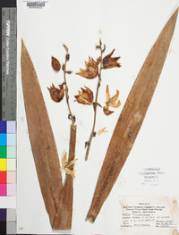 Yucca filamentosa image