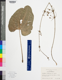 Echinodorus cordifolius image