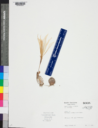 Zephyranthes atamasca image