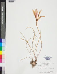 Zephyranthes atamasca image