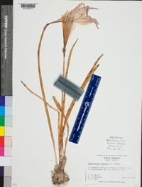 Zephyranthes atamasca image