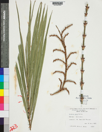 Image of Calamus moti