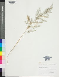 Asparagus officinalis image