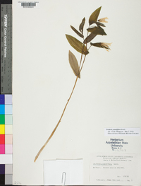 Uvularia grandiflora image