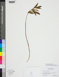 Uvularia sessilifolia image