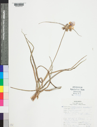 Tradescantia gigantea image