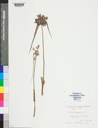 Tradescantia ohiensis image