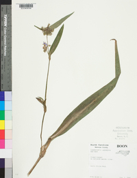 Tradescantia subaspera image