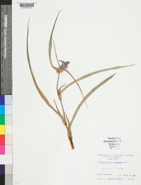 Tradescantia subaspera image