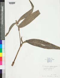 Tradescantia subaspera image