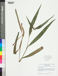 Tradescantia subaspera var. montana image