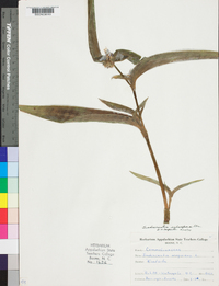 Tradescantia subaspera image