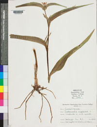 Tradescantia virginiana image