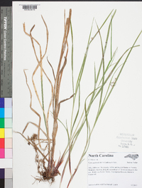 Carex aestivalis image