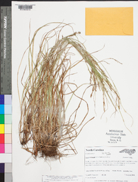 Carex aestivalis image