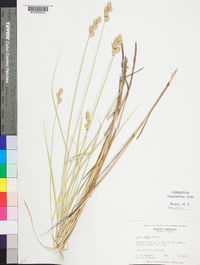 Carex alata image