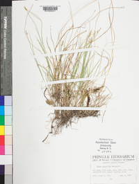 Carex angustior image