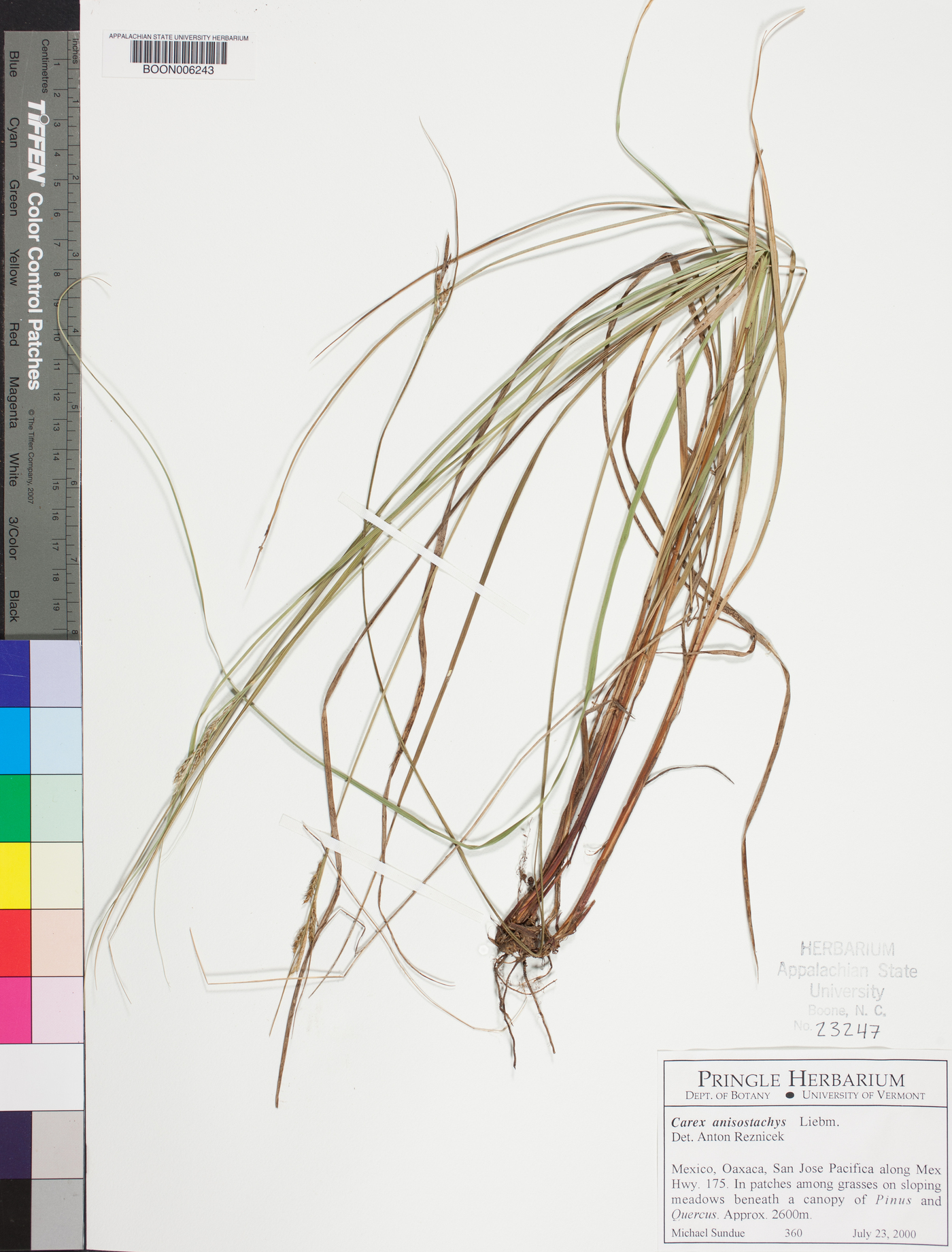 Carex anisostachys image