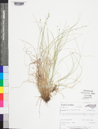 Carex appalachica image