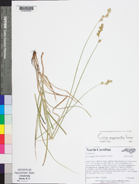 Carex argyrantha image