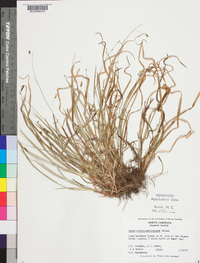 Carex austrocaroliniana image