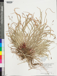 Carex austrocaroliniana image