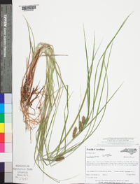 Carex baileyi image