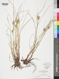 Carex baileyi image