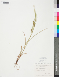 Carex baileyi image