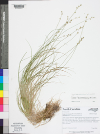 Carex brunnescens var. sphaerostachya image