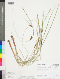 Carex bullata image