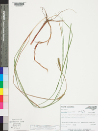 Carex bullata image