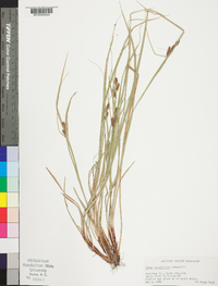 Carex caroliniana image