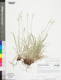 Carex communis var. communis image