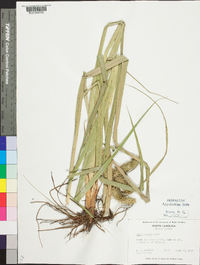 Carex comosa image