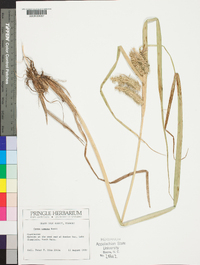 Carex comosa image