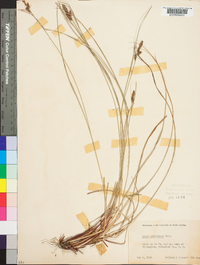 Carex complanata image