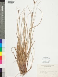 Carex complanata image